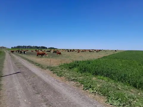 Nogoya Mixtas 700 Hect Vta 700