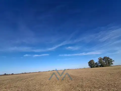Venta Campo Agrícola 48 Has. en Pearson, Buenos Aires