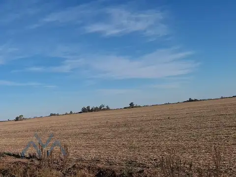 Campo Agrícola 48 Has. en Pearson, Buenos Aires