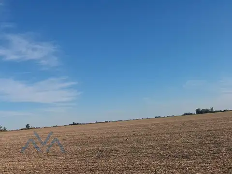 Campo Agrícola 48 Has. en Pearson, Buenos Aires