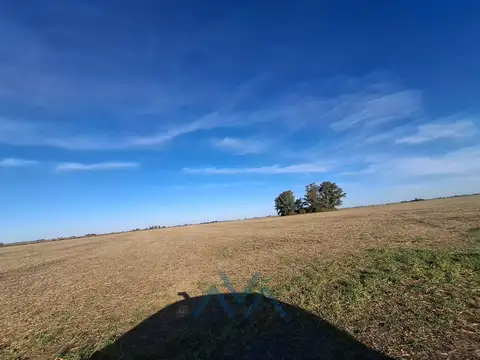 Venta Campo Agrícola 48 Has. en Pearson, Buenos Aires