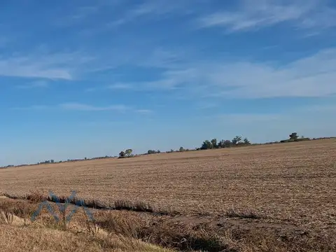 Venta Campo Agrícola 48 Has. en Pearson, Buenos Aires