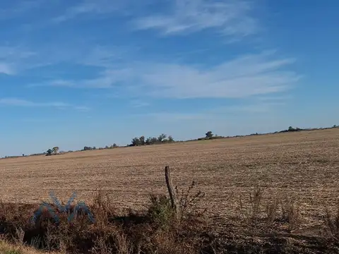 Venta Campo Agrícola 48 Has. en Pearson, Buenos Aires