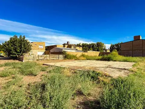 Alpataco Mazna XII, Lote 100