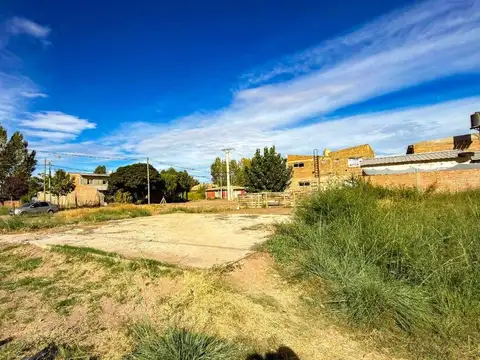Alpataco Mazna XII, Lote 100