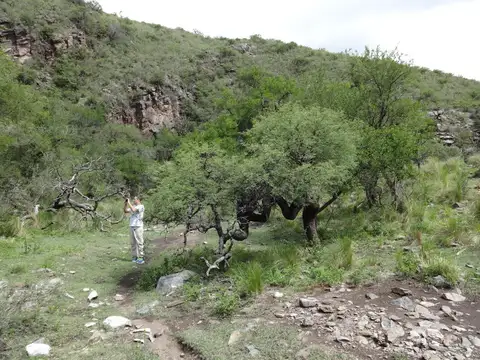 LA CUESTA DEL HUACO - AMBUL