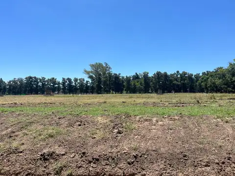 Almahue Pilar, La Lonja, Pilar