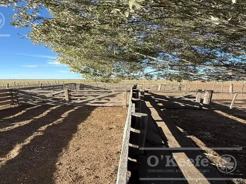 Campo mixto en venta 10.000 has en Patagones