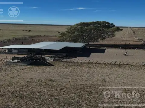 Campo mixto en venta 10.000 has en Patagones