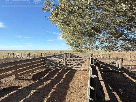 Campo mixto en venta 10.000 has en Patagones