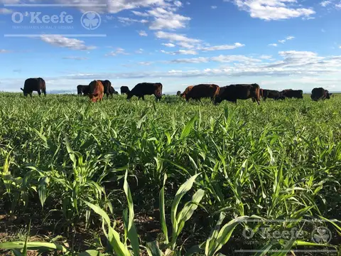 Campo en venta de 1175 has en San Luis