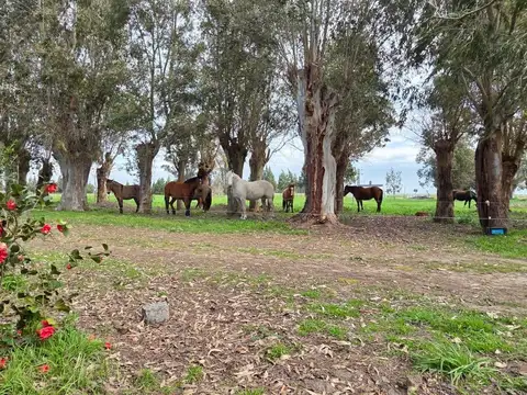 VENTA y/o PERMUTA DE CHACRA EN CHASCOMUS (CHASCOMUS)