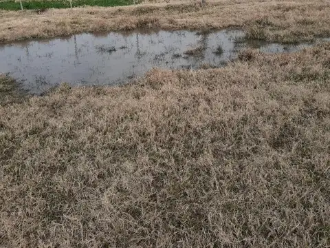 105 has ganaderas Col. Nueva- Las Colonias-Santa Fé