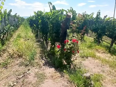 VENTA DE FINCA