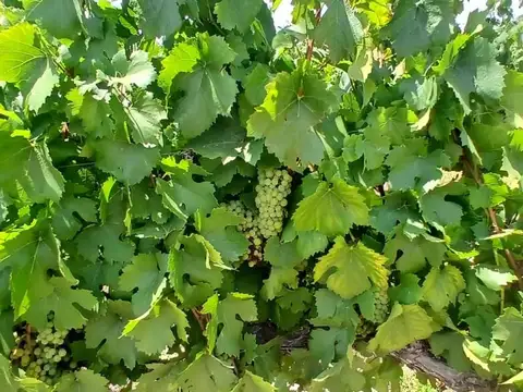 VENTA DE FINCA