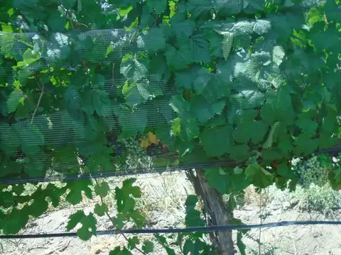 Ruta 89
