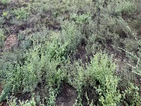Terreno en Venta 10  mts Frente