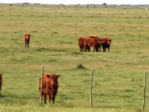 Campo Mixto De 1000 Hectáreas En Venta En Dolores