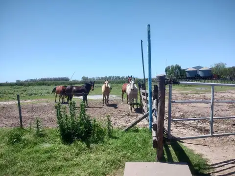 SALADILLO