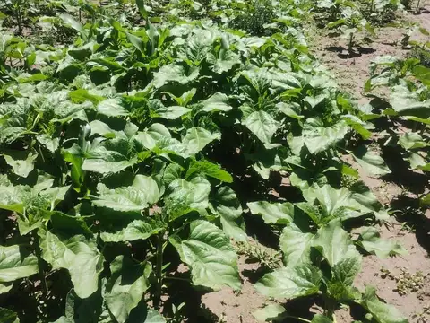 Campo en Venta - SALADILLO - 500 Ha.