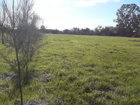 Callejo Taiana 425