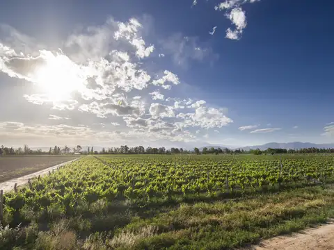 Campo en Venta de 29  ha
