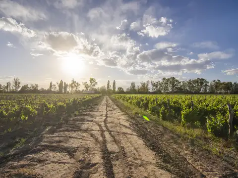 FINCA EN VENTA - LUJAN DE CUYO