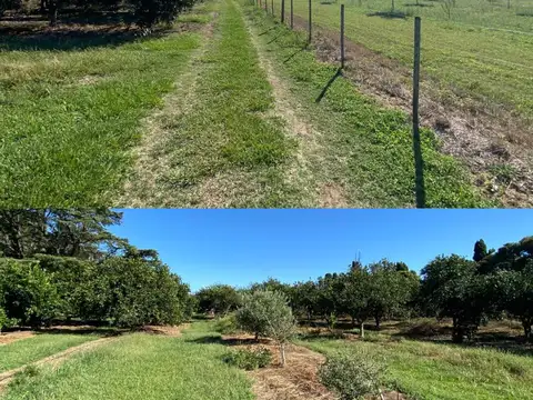 Campo en venta 11has - Gobernador Castro