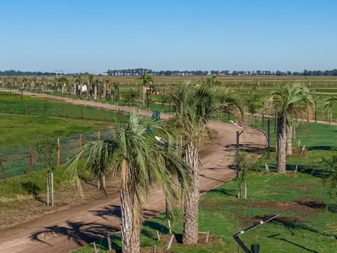 Ibarlucea - Cinco Lagos - Lote 317