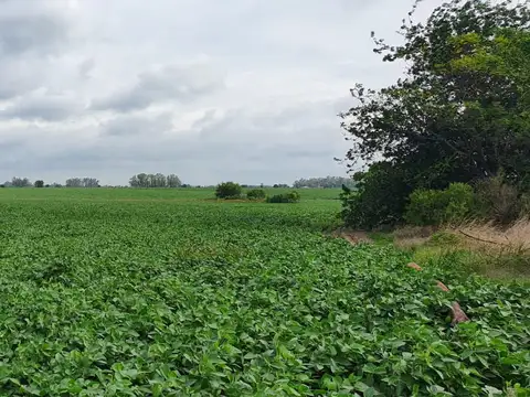 Campo en Venta de 52  ha