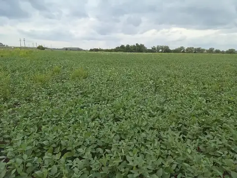 Campo 3 hectáreas Agrícolas Soldini