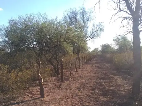 Campo Ganadero a Desarrollar