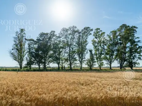Ruta 31 - San Antonio de Areco 100