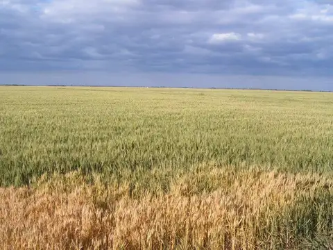 MIXTO, Rojas y Pergamino
