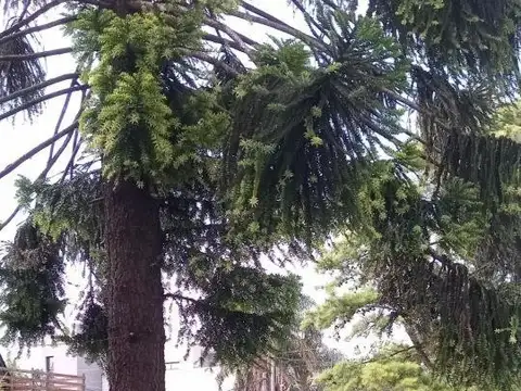 Cura Brochero e/ Lola Mora y Santos Dumont