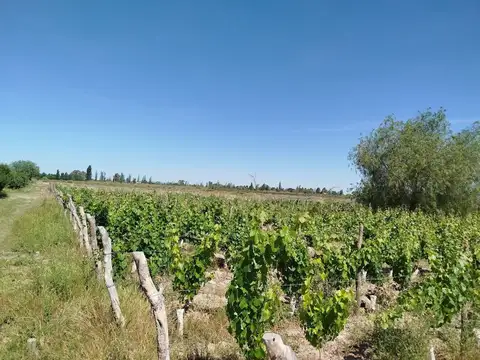 Venta finca vitícola en chachingo 13 has