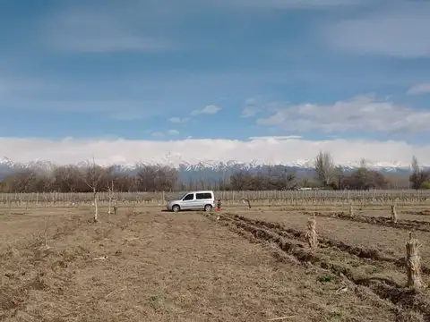 VENTA DE FINCA PRODUCTIVA EN COLONIA LAS ROSAS 4HA