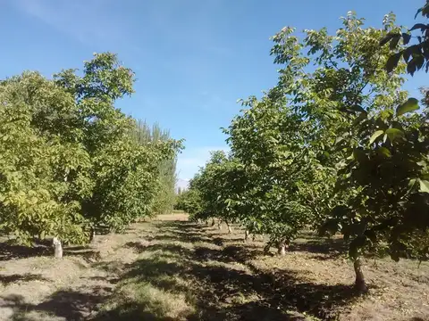 VENTA DE FINCA PRODUCTIVA EN COLONIA LAS ROSAS 4HA