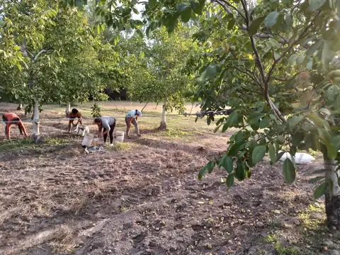VENTA DE FINCA PRODUCTIVA EN COLONIA LAS ROSAS 4HA