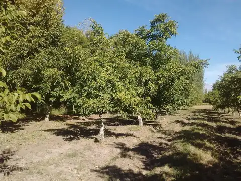 VENTA DE FINCA PRODUCTIVA EN COLONIA LAS ROSAS 4HA