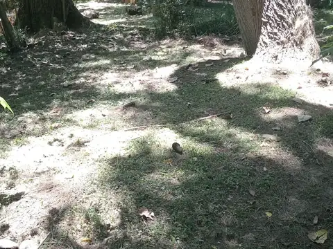 Terreno en venta en Arroyo Carapachay