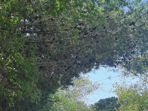 Terreno en Venta 37,50  mts Fondo