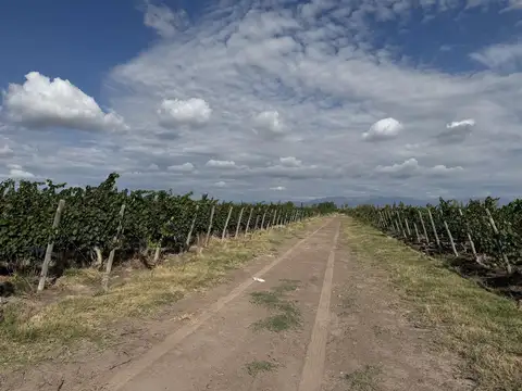 Venta - Finca de 14 Has - Malbec Orgánico - CHACHINGO