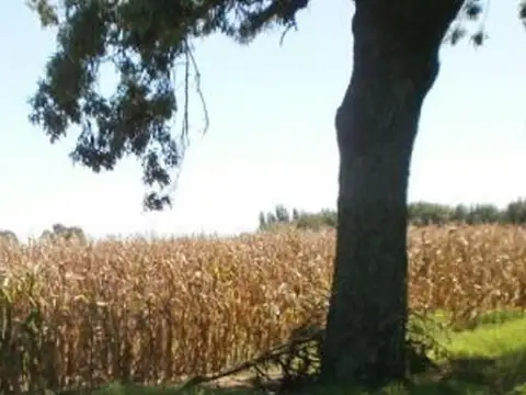 Venta de Campo en Baigorrita (37,5 Hect)