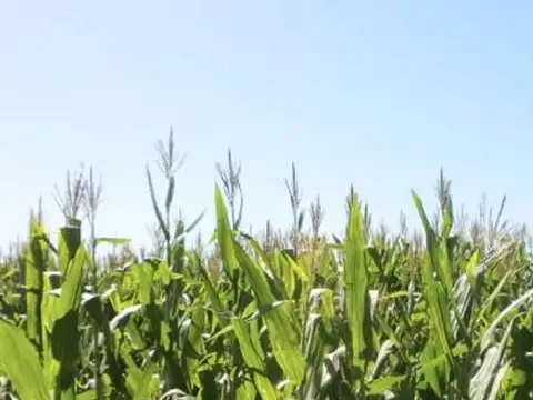 Venta de Campo en Baigorrita (37,5 Hect)