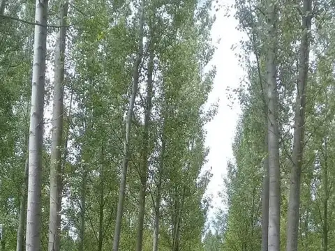 Venta de Finca/campo en Tunuyan