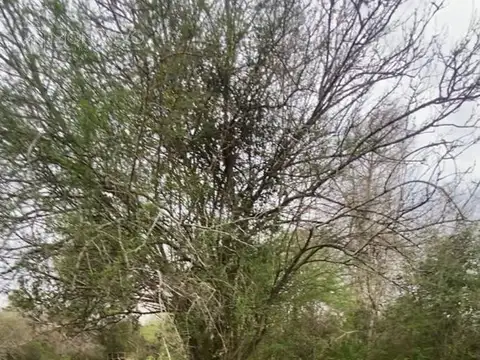 Terreno en Venta 50  mts Fondo