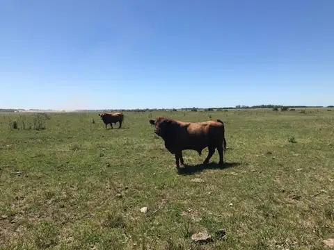 Rural 10000