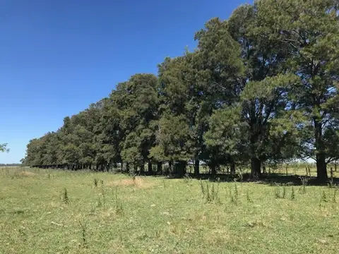 Rural 10000