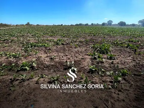 12 HECTAREAS INDUSTRIALES EN VENTA, LOS CARDALES, RP 6 KM 179,4